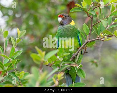 Ein australischer Ringneck der westlichen Rasse, bekannt als der achtundzwanzig Papagei, fotografiert in einem Wald von South Western Australia. Stockfoto