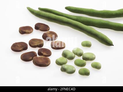 Fava Bean, Feldbohne, Broad Bean, Horse Bean, Broad Bean, Schmetterlingsbohne, frische und trockene Saubohnen (vicia) faba auf weißem Hintergrund Stockfoto