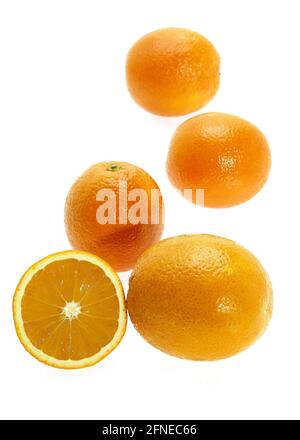 Citrus sinensis, Orange, Orangenbaum (Citrus sinensis), Orangenbaum, Orange, Familie der Rue, ORANGEN Citrus sinensis vor weißem Hintergrund, Orange Stockfoto