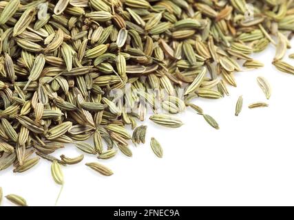 Fenchelsamen (Foeniculum vulgare) vor weißem Hintergrund Stockfoto