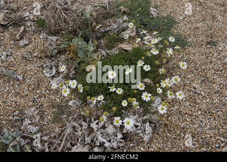 Seemandel, Tripleurospermum maritimum, blühend in Schindel, Kesil Beach, Dorset, England, Vereinigtes Königreich Stockfoto