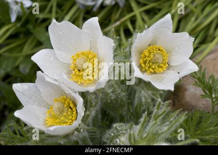 Weiße Paspelblüte, Pulsatilla vulgaris 'Alba' ornamentale, mehrjährige Pflanze, die im Frühjahr auf Gartenrocken blüht, in der englischen Grafschaft, England, United Stockfoto