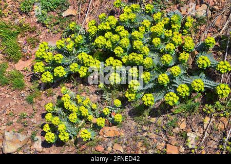 Aufrechter Myrtenspurgen, Gopherspurgen, blauer Spurgen oder breitblättriger, blauspurgen Phorbia Rigida. Eine sukkkkkkulente Art der blühenden Pflanze in der fam Stockfoto