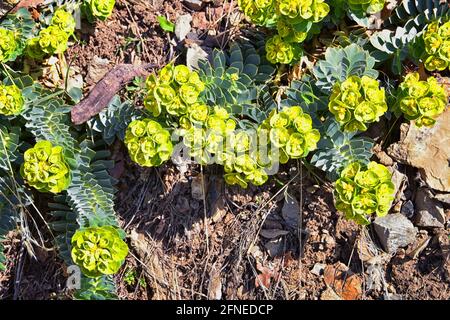 Aufrechter Myrtenspurgen, Gopherspurgen, blauer Spurgen oder breitblättriger, blauspurgen Phorbia Rigida. Eine sukkkkkkulente Art der blühenden Pflanze in der fam Stockfoto