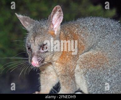 Ein männlicher gewöhnlicher Buschschwanz Possum, der im Südwesten Australiens füttert. Stockfoto