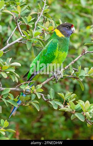 Ein australischer Ringneck der westlichen Rasse, bekannt als der achtundzwanzig Papagei, fotografiert in einem Wald von South Western Australia. Stockfoto