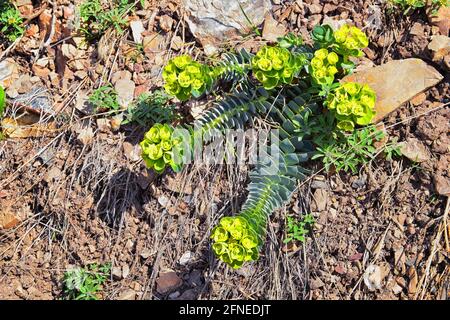 Aufrechter Myrtenspurgen, Gopherspurgen, blauer Spurgen oder breitblättriger, blauspurgen Phorbia Rigida. Eine sukkkkkkulente Art der blühenden Pflanze in der fam Stockfoto