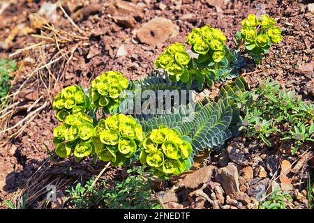 Aufrechter Myrtenspurgen, Gopherspurgen, blauer Spurgen oder breitblättriger, blauspurgen Phorbia Rigida. Eine sukkkkkkulente Art der blühenden Pflanze in der fam Stockfoto