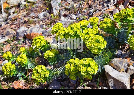 Aufrechter Myrtenspurgen, Gopherspurgen, blauer Spurgen oder breitblättriger, blauspurgen Phorbia Rigida. Eine sukkkkkkulente Art der blühenden Pflanze in der fam Stockfoto