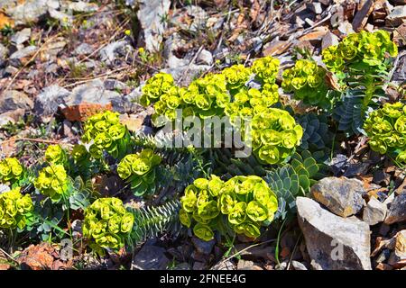 Aufrechter Myrtenspurgen, Gopherspurgen, blauer Spurgen oder breitblättriger, blauspurgen Phorbia Rigida. Eine sukkkkkkulente Art der blühenden Pflanze in der fam Stockfoto