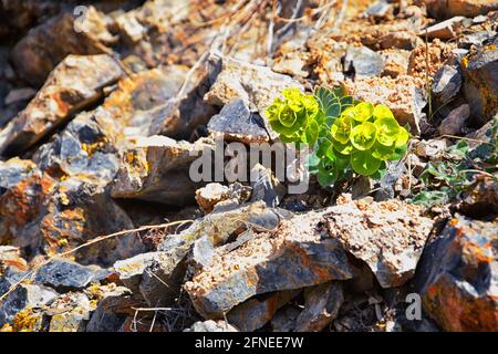 Aufrechter Myrtenspurgen, Gopherspurgen, blauer Spurgen oder breitblättriger, blauspurgen Phorbia Rigida. Eine sukkkkkkulente Art der blühenden Pflanze in der fam Stockfoto