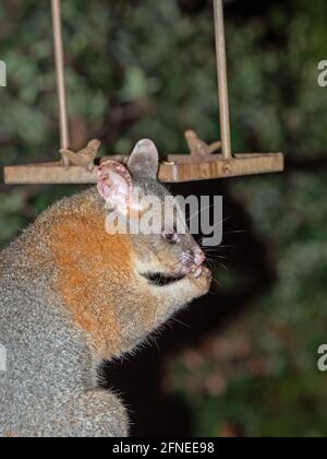 Ein männlicher gewöhnlicher Reisigsschwanz Possum, der von einem Vogeltablett im Südwesten Australiens ernährt wird. Stockfoto