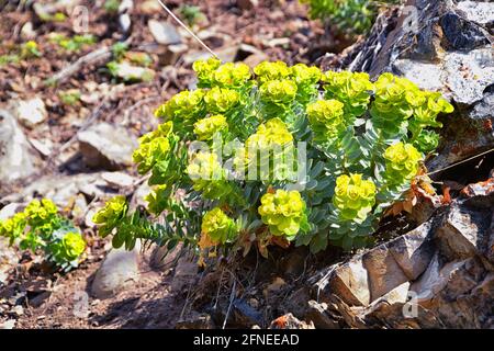 Aufrechter Myrtenspurgen, Gopherspurgen, blauer Spurgen oder breitblättriger, blauspurgen Phorbia Rigida. Eine sukkkkkkulente Art der blühenden Pflanze in der fam Stockfoto