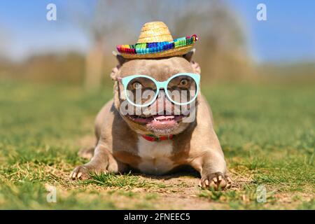 Lustige coole französische Bulldogge mit blauer Sonnenbrille und mexikanischer Kleidung Strohhut im Sommer an heißen Tagen Stockfoto