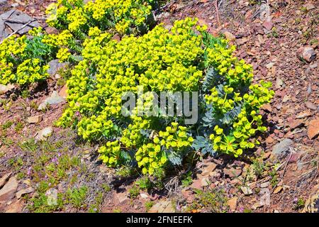 Aufrechter Myrtenspurgen, Gopherspurgen, blauer Spurgen oder breitblättriger, blauspurgen Phorbia Rigida. Eine sukkkkkkulente Art der blühenden Pflanze in der fam Stockfoto