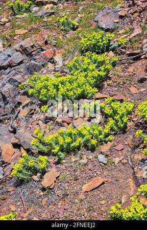 Aufrechter Myrtenspurgen, Gopherspurgen, blauer Spurgen oder breitblättriger, blauspurgen Phorbia Rigida. Eine sukkkkkkulente Art der blühenden Pflanze in der fam Stockfoto