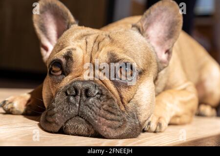 Französische Bulldogge, die sich auf dem Boden niederlegt und sich sonnen kann. Inländisches niedliches Haustier, Familienhund Stockfoto