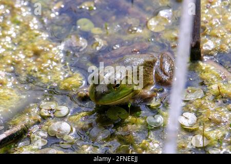 Lithobates catesbeianus - eine Serie von Fotos, die das beeindruckende zeigen Amphibien sonnen sich Stockfoto