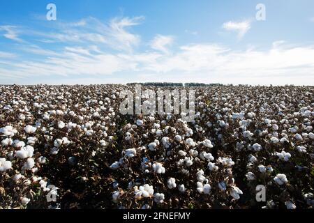 Baumwolle bereit für die Ernte, in der Nähe von Griffith, in New South Wales, Australien Stockfoto