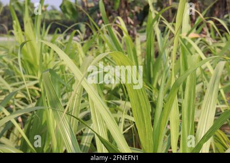 Zuckerrohr fest Nahaufnahme auf dem Feld für die Ernte Stockfoto