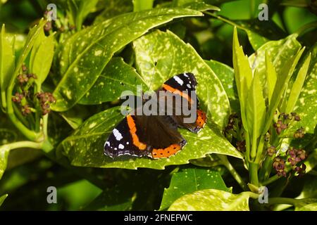 Rotadmiral (Vanessa atalanta), Familie Nymphalidae. Auf Blättern eines blühenden gefleckten Lorbeer (Aucuba japonica) in der Sonne. Holländischer Garten, Frühling, Stockfoto