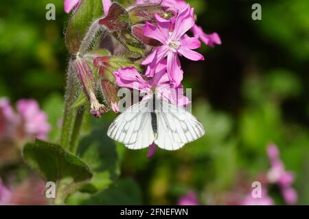 Grünaderweiß (Pieris napi). Familie Pieridae. Auf Blumen der jährlichen Ehrlichkeit (Lunaria annua). Kreuzblütler oder Kohlgewächse (Brassicaceae). Feder, Stockfoto