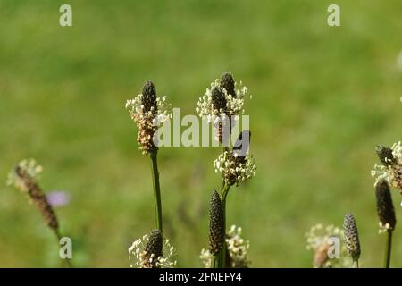 Nahaufnahme der Blüten von Spitzwegerich (Plantago lanceolata), Familie Plantaginaceae. Ein verblassener grüner Hintergrund. Frühling, Niederlande, Mai Stockfoto