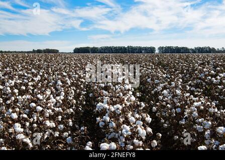 Baumwolle bereit für die Ernte, in der Nähe von Griffith, in New South Wales, Australien Stockfoto