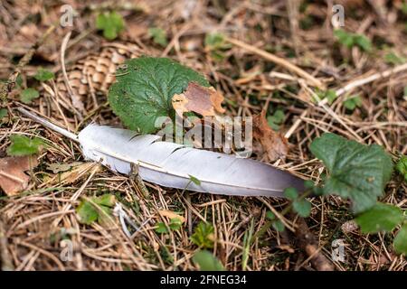 Feder und Tannenzapfen auf dem Boden im Wald Stockfoto