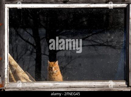 Die Ingwerkatze sitzt im Fenster eines Hauses. Stockfoto