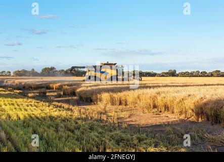 Ernte von Reis auf der Farm in der Nähe von Griffith in New South Wales, Australien Stockfoto