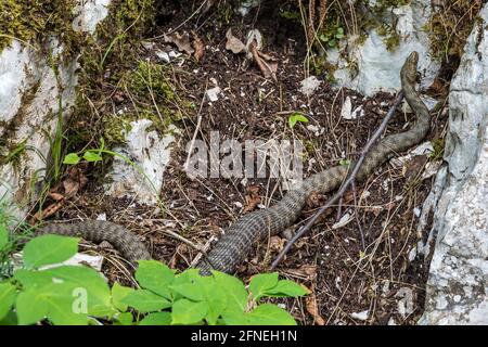 Würfelschlange, Natrix tessellata im Nationalpark Plitvice, Kroatien in Europa. Die Würfelschlange ist eine eurasische, nicht giftige Schlange, die zur Familie Co gehört Stockfoto