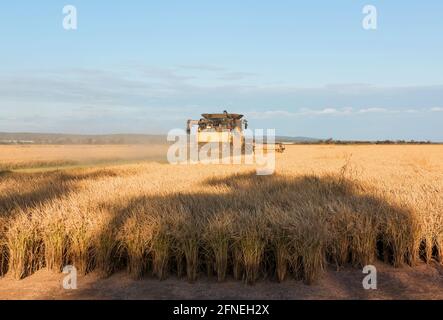 Ernte von Reis auf der Farm in der Nähe von Griffith in New South Wales, Australien Stockfoto