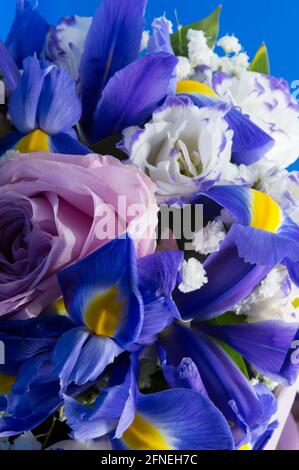 Frisches Blumenstrauß mit blauen Iris, weißen und rosa Rosen und Lilie, floraler Hintergrund Stockfoto