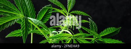 Panoramischer Banner der Marihuanapflanze. Cannabis mit leuchtend grünen Blättern und weißen Blüten, mit Kopierfläche Stockfoto