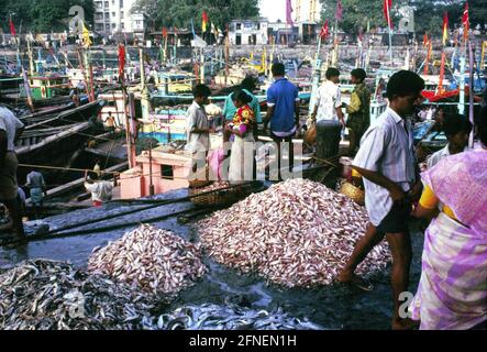 „Sassoon Docks ist der Fischmarkt von Bombay (Mumbay). Die 15-Millionen-Metropole ist der wichtigste Fischereihafen an der Nordwestküste Indiens. Sassoon Docks, der Stadthafen der Bombay-Fischereiflotte, ist auch der wichtigste Verarbeitungs- und Umschlagpunkt für den täglichen Fang. Am Kai werden bereits Krebse geschält, großer Fisch portioniert und filettiert und in den verschiedenen Stadtvierteln für den Handel vorbereitet.nFisch ist sehr beliebt und ein integraler Bestandteil der Küche von Bombay. Die lokale Spezialität heißt ''Bombay Duck'', ein ziemlich irreführender Name für das aus getrockneten Speisen zubereitete Gericht Stockfoto