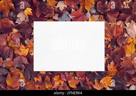 Leere weiße Karte Mockup auf Herbst Blätter Textur Hintergrund. Stockfoto