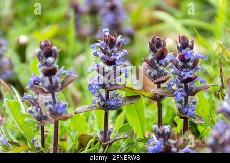 Bugle (Ajuga reptans), eine Frühlingswildblume, Mai, Großbritannien Stockfoto