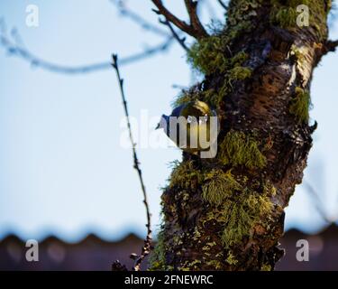 Der Silberauge/Tauhou auf einer Flachsblüte – auch als Wachseye oder manchmal auch als weißes Auge bekannt – ist ein kleiner und freundlicher olivgrüner Waldvögel mit Weiß Stockfoto