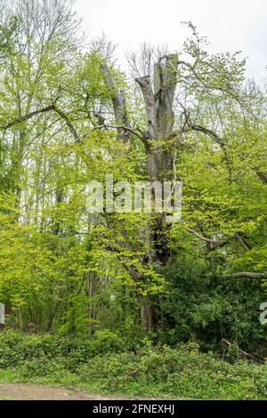 Auf Selborne Common SSSI, Hampshire, England, Großbritannien, entauchte oder loppte, reife Buche (Fagus sylvatica) Stockfoto