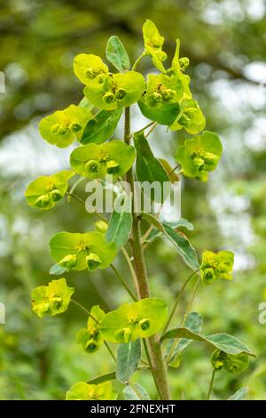 Holzspurge (Ephorbia amygdaloides), die im Mai in Hampshire in Wäldern wächst. Wildblumen, Wildblumen. Stockfoto