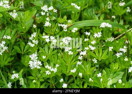 Galium odoratum, süßer Waldmeister, weiße Wildblumen im Mai oder Frühjahr, England, Großbritannien Stockfoto