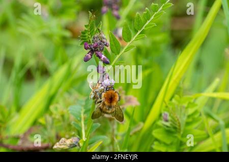 Im Mai oder Frühjahr, Großbritannien, füttert die gemeine Carderbiene (Bombus pascuorum) Nektar von Buschvetch-Wildblumen (Vicia sepium) Stockfoto