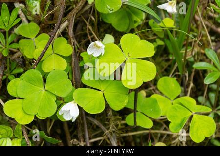 Gewöhnlicher Holzschnäpfler (Oxalis acetosella) mit zarten weißen Blüten im Frühling oder Mai, Großbritannien Stockfoto