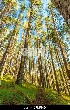 Senda de las Pesquerías Reales, Valsaín (Segovia) Stockfoto