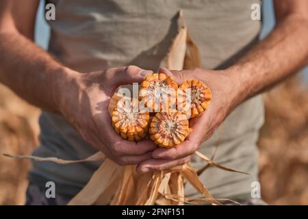 Landwirt hält geernteten Mais auf dem Maiskolben in landwirtschaftlichen Feld, Porträt des männlichen Landarbeiters während der erfolgreichen Ernte von Maispflanzen Stockfoto