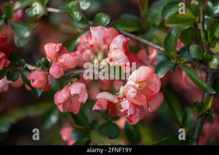 Chaenomeles × superba 'Color Trail' blühende Quitten-Blüten, Familie: Rosaceae Stockfoto