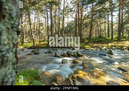 Senda de las Pesquerías Reales, Valsaín (Segovia) Stockfoto