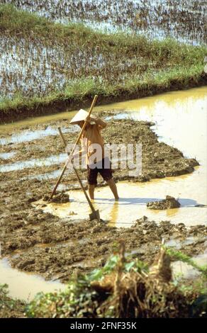 Südvietnamesischer Reisbauer, der auf den Feldern arbeitet. [Automatisierte Übersetzung] Stockfoto