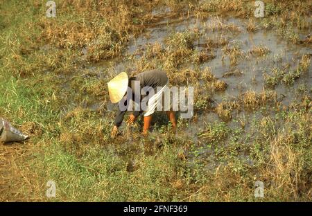 Südvietnamesischer Reisbauer, der auf den Feldern arbeitet. [Automatisierte Übersetzung] Stockfoto